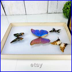 Vintage Entomology Butterflies Collection Display Shadow Box