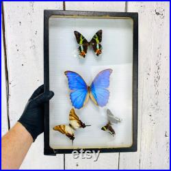 Vintage Entomology Butterflies Collection Display Shadow Box