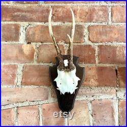 Vintage Mounted Roe Deer Antlers and Skull, Hunting Trophy, Country house decor, Curios
