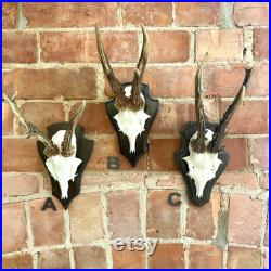 Vintage Mounted Roe Deer Antlers and Skull, Hunting Trophy, Country house decor, Curios