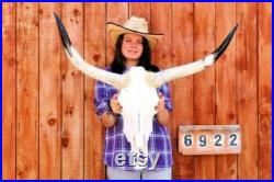 Vrai Crâne de direction Longhorn 3 pieds 0 pouces de large Cornes de taureau polies Montée tête de vache Taxidermie