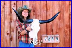 Vrai Crâne de direction Longhorn 3 pieds 11 pouces de large Cornes de taureau polies Montée Tête de vache Taxidermie