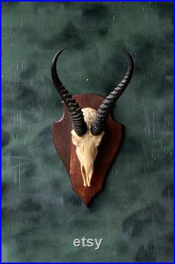 Vrai crâne d antilope africaine