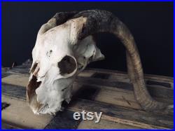 Vrai crâne de bélier, grand crâne, cornes en spirale, crâne décoratif, os, squelette, gothique, vieux crâne de bélier, taxidermie, déco maison, crâne unique, gothique