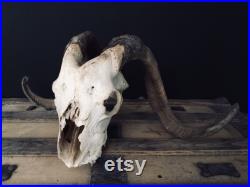 Vrai crâne de bélier, grand crâne, cornes en spirale, crâne décoratif, os, squelette, gothique, vieux crâne de bélier, taxidermie, déco maison, crâne unique, gothique