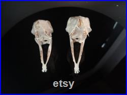 Vrai crâne de cerf de souris Java, couple mâle et femelle, taxidermie de cerf à crocs longs