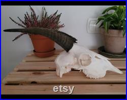 Vrai crâne de chèvre domestique Crâne de chèvre avec JAWS Crâne pour un collectionneur Cadeau pour l amoureux du crâne complète du crâne de chèvre Petit crâne de chèvre