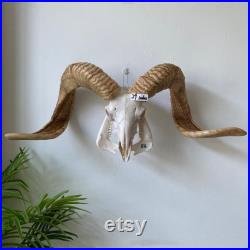 Vrai crâne de mouton Taxidermy avec longhorns, art vrai d os de crâne d animal