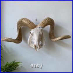 Vrai crâne de mouton Taxidermy avec longhorns, art vrai d os de crâne d animal