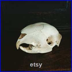 Vrai crâne de porc-épic africain. Pas de dents manquantes.