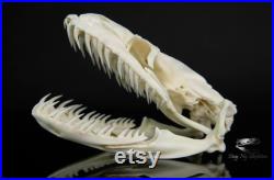 Vrai crâne de python 11,5 cm XXL, crâne de serpent, squelette de serpent, taxidermie