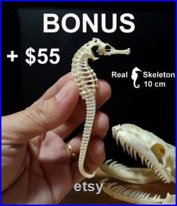 Vrai crâne de python 11,5 cm XXL, crâne de serpent, squelette de serpent, taxidermie