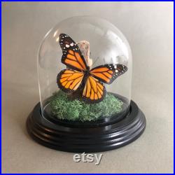Vrai papillon monarque dans bell jar dôme en verre Diorama Taxidermie Entomologie
