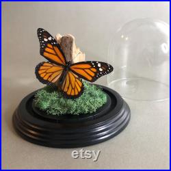 Vrai papillon monarque dans bell jar dôme en verre Diorama Taxidermie Entomologie