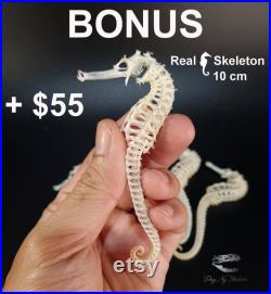 Vrai squelette de serpent VIPER, Ouroboros, Serpent mange la queue, vraie taxidermie de serpent, vrai crâne de serpent