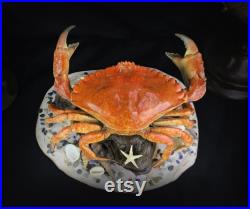 Vraie pièce de taxidermie de crabe sur un stand orné de vraies coquilles, étoiles de mer, vraies perles et verre de mer