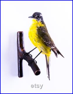 Vraie taxidermie Bergeronnette printanière Oiseau Animal empaillé Trophée de chasse Décoration de maison Motacilla flava