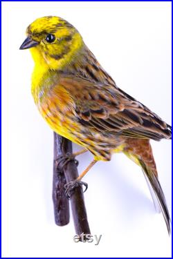Vraie taxidermie Bruant jaune Oiseau Animal empaillé Trophée de chasse Décoration de maison Emberiza citrinella