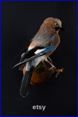 Vraie taxidermie Geai des chênes Oiseau Animal empaillé Trophée de chasse Décoration de maison Garrulus glandarius