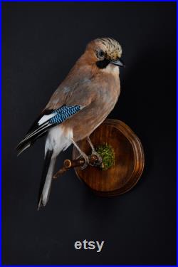 Vraie taxidermie Geai des chênes Oiseau Animal empaillé Trophée de chasse Décoration de maison Garrulus glandarius