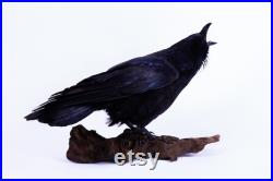 Vraie taxidermie Grand Corbeau Animal empaillé Trophée de chasse Décoration de maison Corvus corax