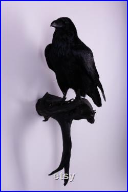 Vraie taxidermie Grand Corbeau Animal empaillé Trophée de chasse Décoration de maison Corvus corax