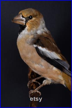 Vraie taxidermie Gros-bec casse-noyaux Oiseau Animal empaillé Trophée de chasse Décoration de maison Coccothraustes coccothraustes