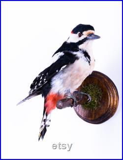 Vraie taxidermie Pic syriaque Oiseau Animal empaillé Trophée de chasse Décoration de maison Dendrocopos syriacus