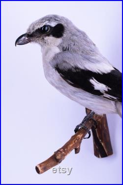 Vraie taxidermie Pie-grièche grise Oiseau Animal empaillé Trophée de chasse Décoration de maison Lanius excubitor