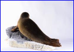 Vraie taxidermie phoque de Sibérie Mammifère Animal empaillé Trophée de chasse Décoration de maison Pusa sibirica