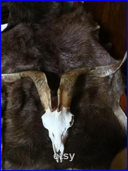 Wild Ibex Skull Farmhouse Decor Real Horn Home Decor Saanen Goat