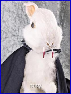 X36a Taxidermy Anthropomorphic vampire Dracula Bunny Rabbit Oddities curiosités crocs gothique étrangeté décor Curiosité Spécimen Debout