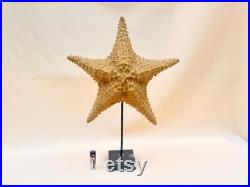 XXL 37 cm Grande étoile de mer naturelle ancienne sur socle en marbre cabinet de curiosités vintage Seashell Nautical Ocean starfish pied