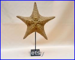 XXL 37 cm Grande étoile de mer naturelle ancienne sur socle en marbre cabinet de curiosités vintage Seashell Nautical Ocean starfish pied