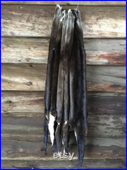 XXL DARK Select North American River Otter Pelts Tanned to perfection Log Cabin Décor Man Cave Art Leather canadensis lontra