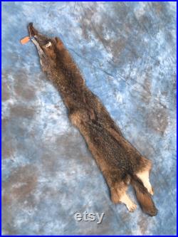 XXLarge Soft Tanned BEAUTIFUL COYOTE FUR Skin Hide Log Cabin Hunting Taxidermy Ou. 13 ( Canis latrans )