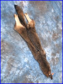 XXLarge Soft Tanned BEAUTIFUL COYOTE FUR Skin Hide Log Cabin Hunting Taxidermy Ou. 13 ( Canis latrans )