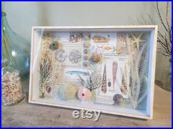 boite à curiosités marine