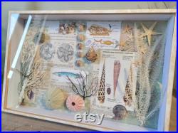 boite à curiosités marine