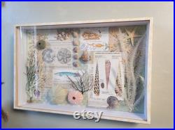 boite à curiosités marine