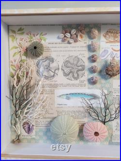 boite à curiosités marine