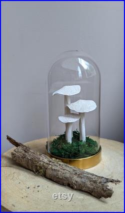 cabinet de curiosité Champignons