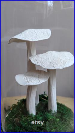 cabinet de curiosité Champignons