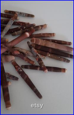coquillage épines d'oursin crayon heterocentrotus mammilatus par 100 grammes