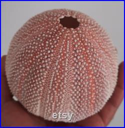coquillage ,oursin enoooorme oursin de mer du nord 1