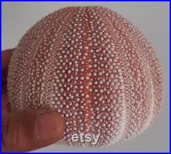coquillage ,oursin enoooorme oursin de mer du nord 1