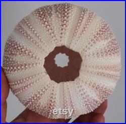 coquillage ,oursin enoooorme oursin de mer du nord 1