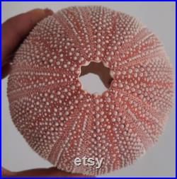 coquillage ,oursin enoooorme oursin de mer du nord 1