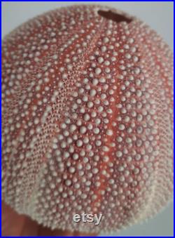 coquillage ,oursin enoooorme oursin de mer du nord 1