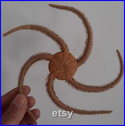 coquillage ,oursin,étoile de mer superbe étoile de mer ophiure